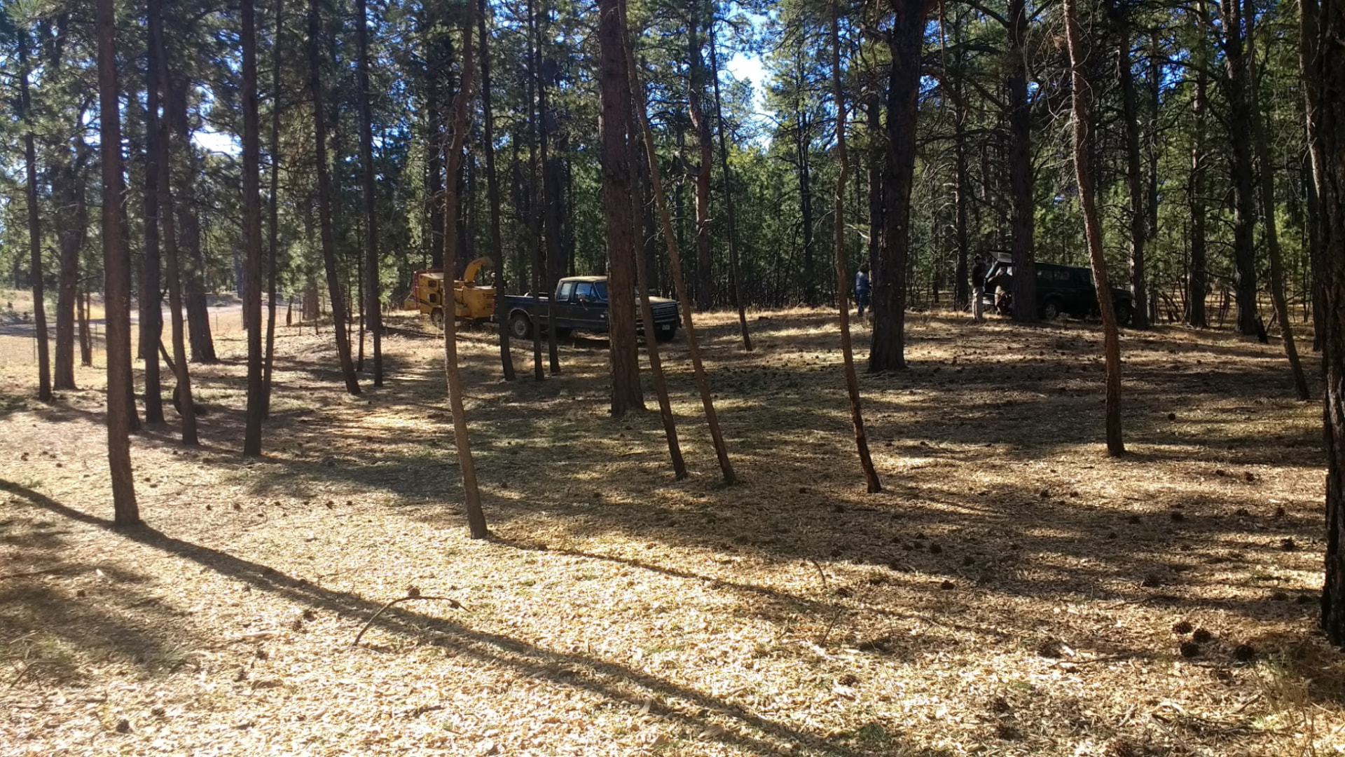 The same pine stand thinned and chipped clean after fire mitigation