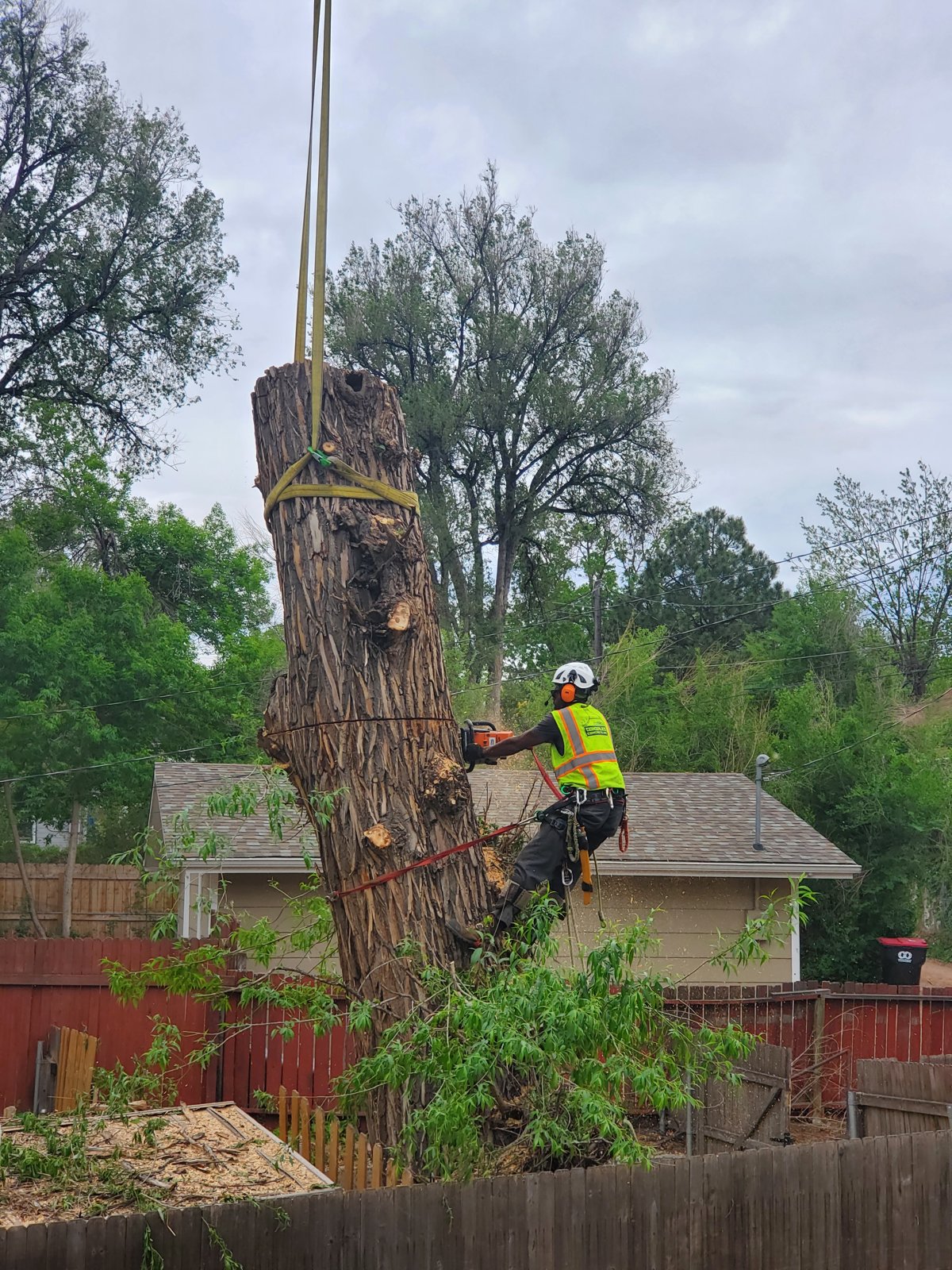 Climber in full PPE topping a cottonwood spar with the crane strapped on