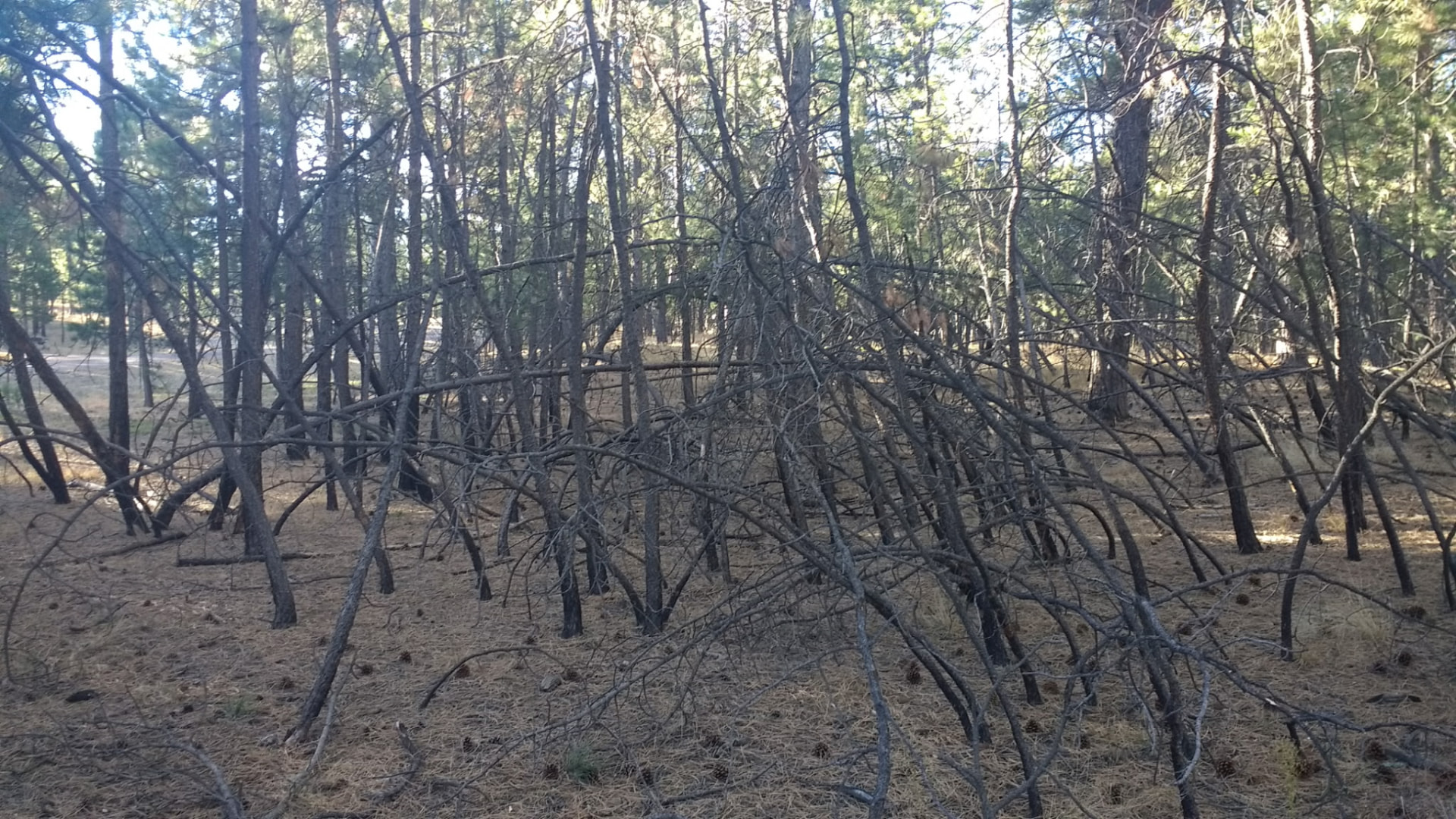 Dense dead branches and ladder fuel under the pines before fire mitigation