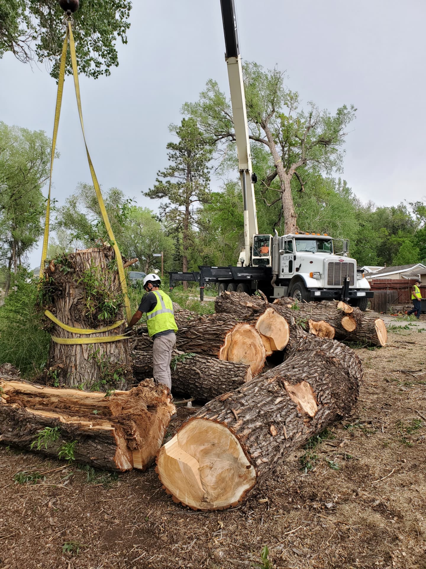 Tree Removal in Colorado Springs by Garrett Tree Service