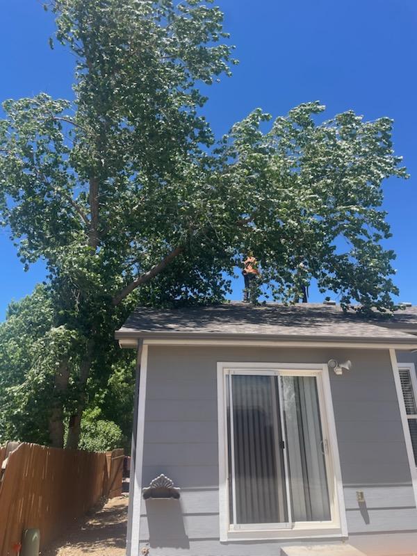 Cottonwood limbs hanging over a house roof before trimming