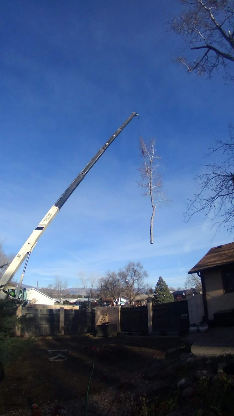 Crane lifting a full tree section clear of the roofline
